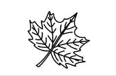 motif feuille érable pour verre personnalisé